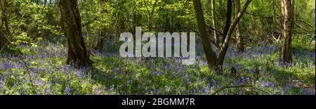 Panorama des cloches qui poussent dans la nature sur le plancher forestier de Whippendell Woods, Watford, Hertforshire Royaume-Uni. Banque D'Images