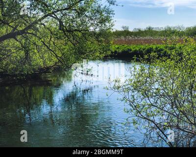 nettoyez la belle rivière qui coule dans le côté de la campagne anglaise avec des arbres suspendus et du feuillage dans le ciel bleu d'arrière-plan pour l'espace de copie Banque D'Images