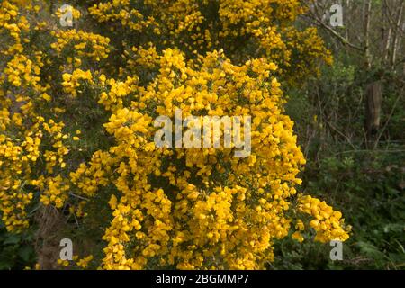 Contexte ou texture des fleurs jaunes vives d'un arbuste à Gorse commun Evergreen (Ulex europaeus) qui pousse dans les forêts du Devon rural, Angleterre, Royaume-Uni Banque D'Images