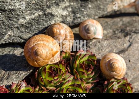 Escargot de conc vide. Vue détaillée de la coque. La beauté du jardin de printemps. Quitter la maison de escargot. Spirale de Fibonacci. Banque D'Images