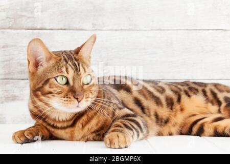 Chat bengal allongé sur le plancher blanc en bois devant le mur avec espace de copie Banque D'Images