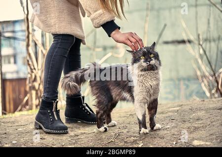 Un Chat Mignon Sans Abri Aime Quand Une Fille L Avc Concept De Protection Des Animaux Sans Abri Un Chat Amoureux A Pois Aime L Affection J Adore Les Animaux De Compagnie Abandonnes S Photo Stock