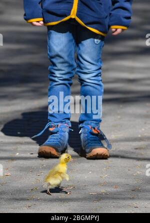 Eberswalde, Allemagne. 22 avril 2020. Quelques jours de vieux chatouilles de duckling à eux seuls passé un enfant dans le zoo. Le zoo d'Eberswalde est de nouveau ouvert aux visiteurs depuis le matin. Les magasins de 800 mètres carrés de zone de vente aussi dans les centres commerciaux ainsi que les concessionnaires de voitures, de vélos et de livres sont sous elle. Les musées et les bibliothèques publiques peuvent également s'ouvrir, mais certains commencent plus tard. Crédit: Patrick Pleul/dpa-Zentralbild/ZB/dpa/Alay Live News Banque D'Images