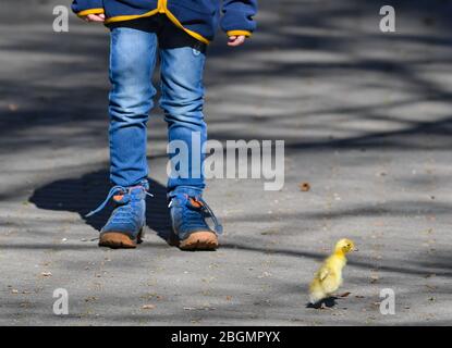 Eberswalde, Allemagne. 22 avril 2020. Quelques jours de vieux chatouilles de duckling à eux seuls passé un enfant dans le zoo. Le zoo d'Eberswalde est de nouveau ouvert aux visiteurs depuis le matin. Les magasins de 800 mètres carrés de zone de vente aussi dans les centres commerciaux ainsi que les concessionnaires de voitures, de vélos et de livres sont sous elle. Les musées et les bibliothèques publiques peuvent également s'ouvrir, mais certains commencent plus tard. Crédit: Patrick Pleul/dpa-Zentralbild/ZB/dpa/Alay Live News Banque D'Images