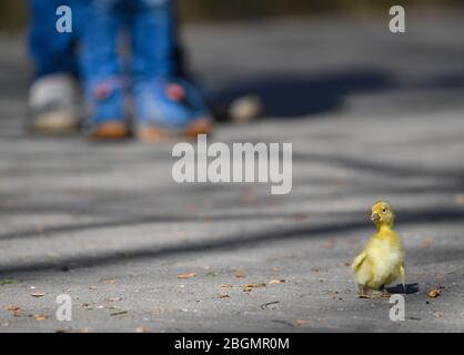 Eberswalde, Allemagne. 22 avril 2020. Quelques jours de duckling stands sur un trottoir dans le zoo. Le zoo d'Eberswalde est de nouveau ouvert aux visiteurs depuis le matin. Les magasins de 800 mètres carrés de zone de vente aussi dans les centres commerciaux ainsi que les concessionnaires de voitures, de vélos et de livres sont sous elle. Les musées et les bibliothèques publiques peuvent également s'ouvrir, mais certains commencent plus tard. Crédit: Patrick Pleul/dpa-Zentralbild/ZB/dpa/Alay Live News Banque D'Images