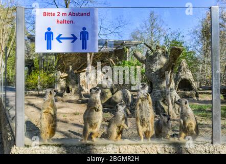 Eberswalde, Allemagne. 22 avril 2020. Un panneau avec l'inscription « Veuillez garder une distance de 2 m » colle à un disque dans l'enceinte du méerkat. Le zoo d'Eberswalde est de nouveau ouvert aux visiteurs depuis le matin. Les magasins de 800 mètres carrés de zone de vente aussi dans les centres commerciaux ainsi que les concessionnaires de voitures, de vélos et de livres sont sous elle. Les musées et les bibliothèques publiques peuvent également s'ouvrir, mais certains commencent plus tard. Crédit: Patrick Pleul/dpa-Zentralbild/ZB/dpa/Alay Live News Banque D'Images