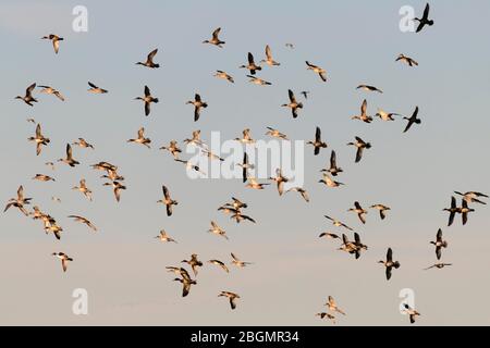 Les wigeons eurasiens (Mareca penelope), les Pinqueues (Anas acuta) et les Mallards (Anas platyrhynchos), troupeau d'oiseaux en vol, Altenpleen Banque D'Images