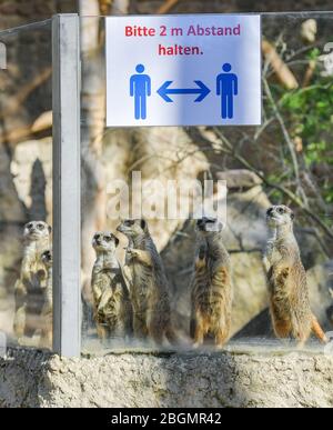 Eberswalde, Allemagne. 22 avril 2020. Un panneau avec l'inscription « Veuillez garder une distance de 2 m » colle à un disque dans l'enceinte du méerkat. Le zoo d'Eberswalde est de nouveau ouvert aux visiteurs depuis le matin. Les magasins de 800 mètres carrés de zone de vente aussi dans les centres commerciaux ainsi que les concessionnaires de voitures, de vélos et de livres sont sous elle. Les musées et les bibliothèques publiques peuvent également s'ouvrir, mais certains commencent plus tard. Crédit: Patrick Pleul/dpa-Zentralbild/ZB/dpa/Alay Live News Banque D'Images