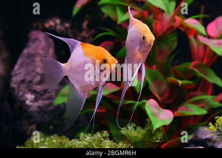 Poisson d'aquarium d'eau douce exotique Banque D'Images