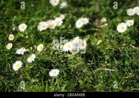 Un gros bouquet de fleurs de Marguerite dans l'herbe verte du jardin Banque D'Images