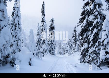 Sentier enneigé dans la forêt de pins. Canada, personne Banque D'Images