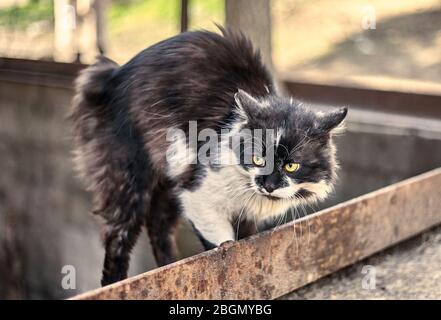 Le chat effrayé a écrasé le corps à la prête. Chat sale sans abri peur quand il vit un chien. Gros plan de chat à pois. Photo de stock. Banque D'Images