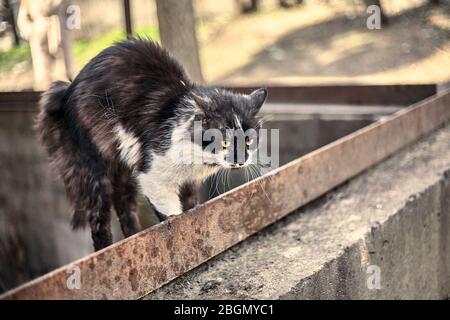 Le chat effrayé a écrasé le corps à la prête. Chat sale sans abri peur quand il vit un chien. Gros plan de chat à pois. Photo de stock. Banque D'Images