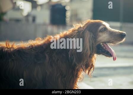 Chien Setter irlandais de couleur chocolat brun Banque D'Images