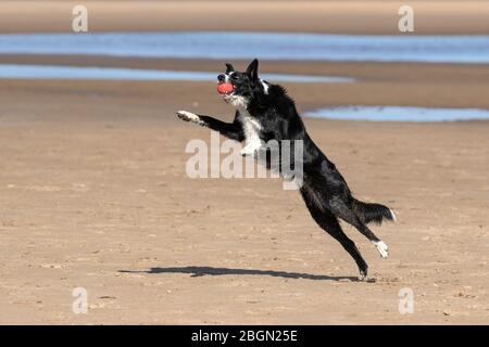 Molly, un chien de berger anglais agile noir et blanc de trois ans, aime jouer avec son ballon rouge préféré et le capturer sur la plage étendue de sable d'Ainsdale.Southport, Merseyside.ROYAUME-UNI Banque D'Images