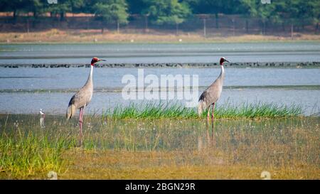 Grue de sandhill à couronne rouge, inde saras bhopal Banque D'Images