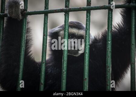 Singe araignée à tête noire Ateles fuciceps en captivité, se fixe sur des barres d'acier Banque D'Images