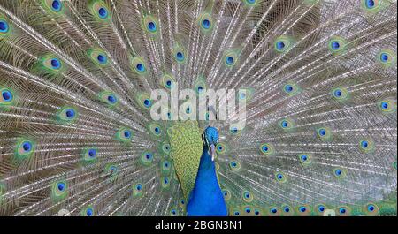 Oiseau paon mâle. Queue en plumes ouvertes. Pavo cristatus. Mexique Banque D'Images