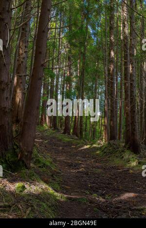 Sentier de randonnée de Gruta do natal dans la forêt de l'île de Terceira aux Açores. Banque D'Images