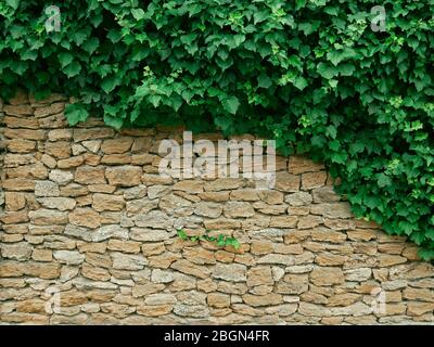 Les plantes de liana de cricket denses accrochées sur le mur élevé souhaitent des pierres de calcaire sans forme Banque D'Images