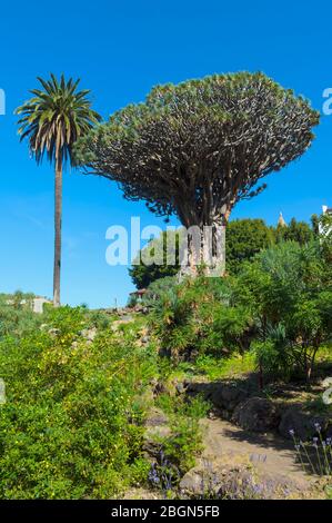 Dragon Tree millénaire (Dracaena draco), Icod de los Vinos, Tenerife, îles Canaries, Espagne Banque D'Images