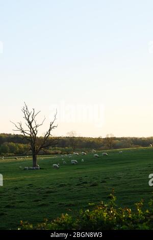 Les moutons et les agneaux se détendent dans un champ. Silverstone, Northamptonshire Banque D'Images