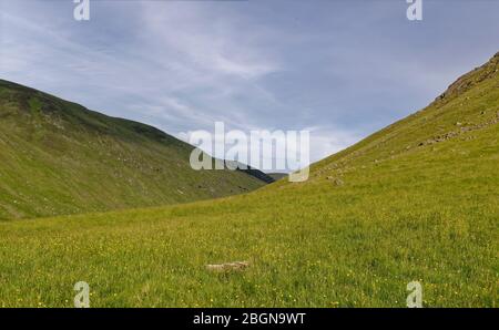Meadow Buttercup et Lesser Spearwort tapis les côtés de vallée de Glen Doll regardant vers l'est de la vallée. Banque D'Images