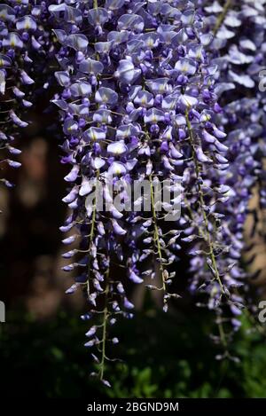 Gros plan sur UNE fleur de Wisteria, Londres, Angleterre. Banque D'Images