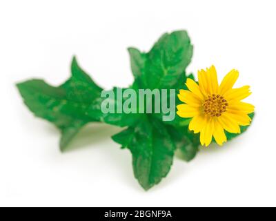 Sphagneticola trilobata. Petite fleur jaune isolée sur fond blanc. Connexion en cascade. Guirlande de Singapour. A des propriétés médicinales qui peuvent Banque D'Images