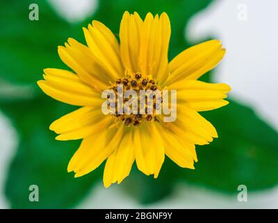 Sphagneticola trilobata. Petite fleur jaune isolée sur fond blanc. Connexion en cascade. Guirlande de Singapour. A des propriétés médicinales qui peuvent Banque D'Images