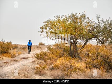 Man on mountain bike rides sur la route près de l'arbre jaune au désert Banque D'Images