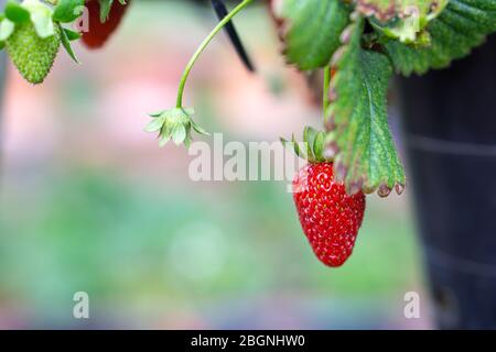 La fraise de jardin est une espèce hybride largement cultivée du genre Fragaria, collectivement connue sous le nom de fraises, qui sont cultivées dans le monde entier f Banque D'Images