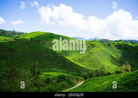 La BOH Tea Company a été fondée en 1929 et est l'une des célèbres marques de thé en Malaisie. L'un des points forts de la pittoresque région de Cameron Highlands. Banque D'Images