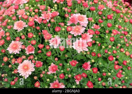 Fond lumineux et coloré de Hardy Mums rose vif, certains sont ouverts entièrement pour réchauffer les jours d'automne tandis que d'autres n'ont pas encore ouvert jusqu'à la saison. Banque D'Images