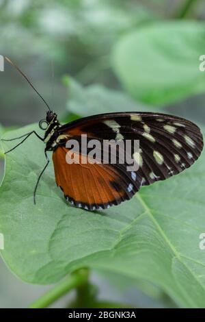 Vue latérale du papillon Héliconius hecale, le tigre longeant une feuille verte Banque D'Images