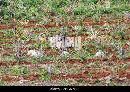 Plantation d'ananas à Vinales Valey Banque D'Images