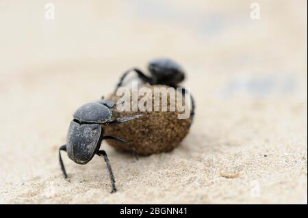 dung coléoptères sur le sable de plage luttant pour le ballon Banque D'Images