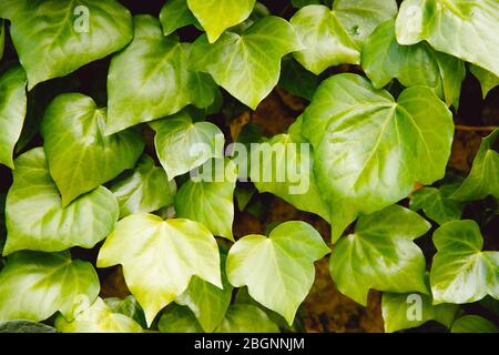 Vert haie feuilles mur fond naturel texture Banque D'Images