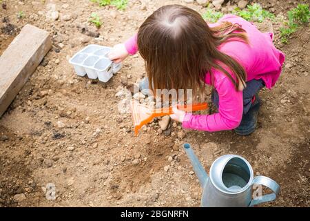 Petite fille d'enfant creusant le sol pour placer des plantes dans le jardin. Idée d'activité de verrouillage lors d'une pandémie de code-19. Banque D'Images