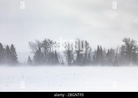 Hedgeriw et neige soufflée sur une ferme dans la partie orientale de la péninsule supérieure, Michigan, États-Unis Banque D'Images