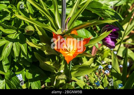 Un tulipe pousse à travers un feuillage luxuriant dans un jardin de Londres. Banque D'Images