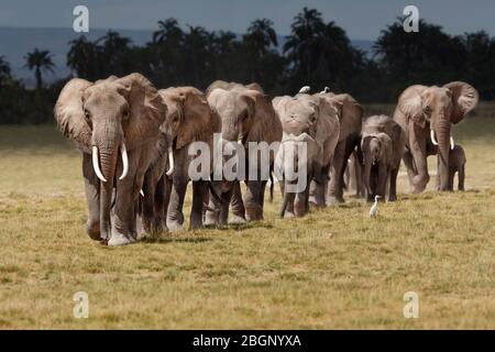 Un troupeau d'éléphants d'afrique qui traverse le parc national d'Amboseli, au Kenya. LED par le matriarche. Banque D'Images