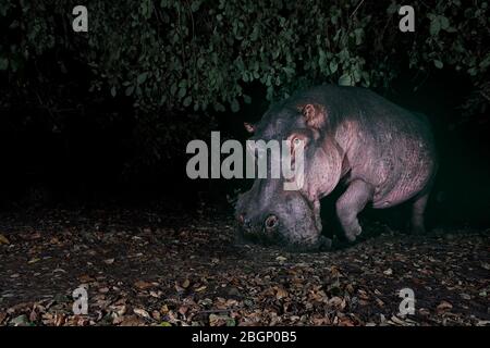 Un Hippopotamus la nuit à l'extérieur de l'eau, sur son chemin vers le parc national de Luangwa Sud - Zambie. Banque D'Images