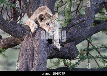 Lion cub dans une belle pose, Masai Mara - Kenya. Banque D'Images