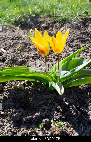 Favoriser les tulipes, le Grand Prix, le jaune et le rouge ou l'orange en fleur dans un jardin, image verticale Banque D'Images