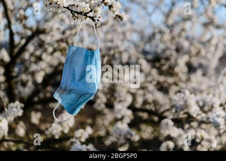 masque médical bleu suspendu sur un cerisier fleuri. concept de quarantaine Banque D'Images