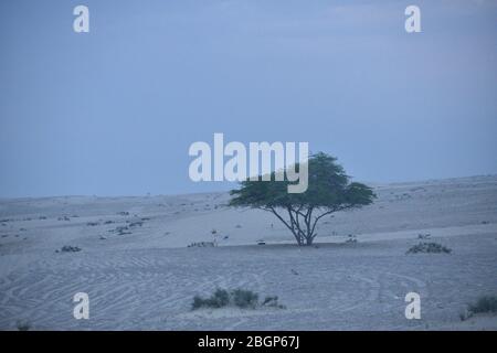 Parapluie Thorn Acacia tortilis dans le désert moyen-est.photographie du désert. Banque D'Images