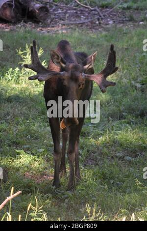 Orignal sauvage avec sa langue suspendue dans un défrichement. Banque D'Images