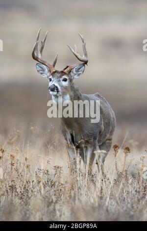 Buck de cerf à queue blanche (Odocoileus virginianus), Ouest des États-Unis Banque D'Images