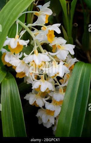 Orchidées suspendues Banque D'Images